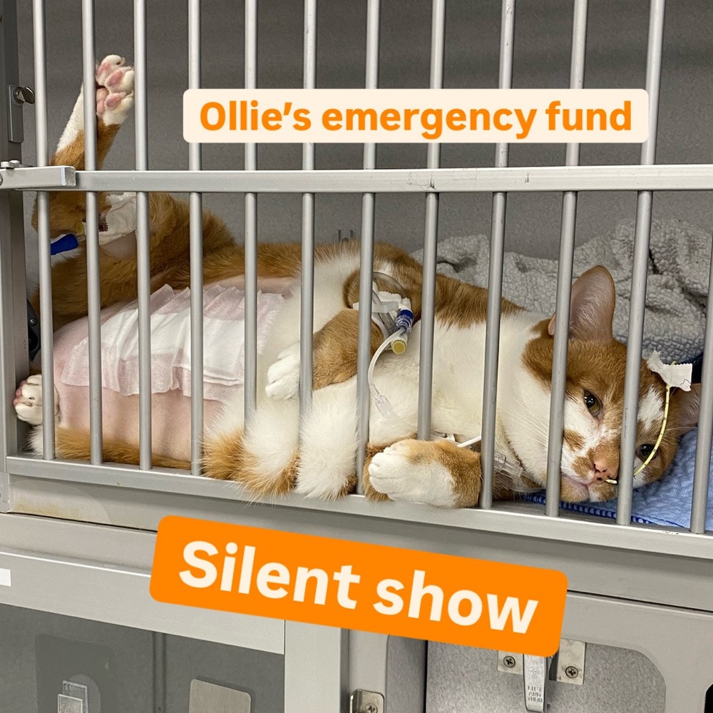 Caity Mac's silent live🧡